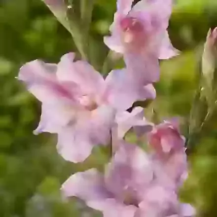 Charming Lady